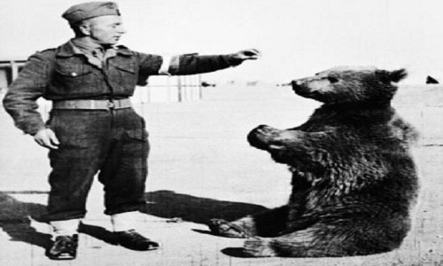 Picture 1 of The Brown Bear corporal is famous in the Polish army