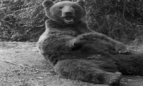 Picture 4 of The Brown Bear corporal is famous in the Polish army