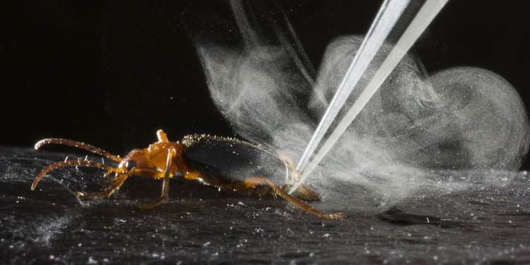 Picture 1 of The bugs that are swallowed by the enemy still escape thanks to special weapons