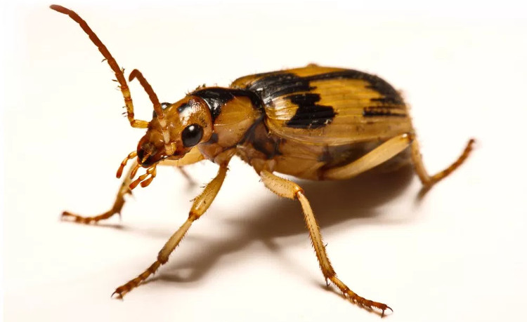 Picture 2 of The bugs that are swallowed by the enemy still escape thanks to special weapons
