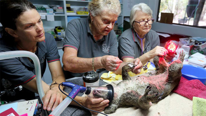 Picture 5 of The bushfire disaster in Australia comes from numbers
