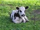 Picture 1 of The calf has wings