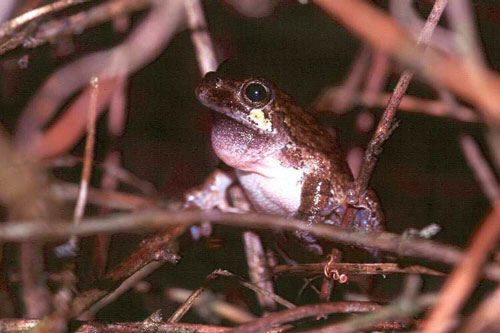 Picture 1 of The call for a mate in frogs