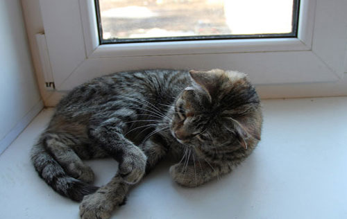 Picture 2 of The cat has up to 5 ears