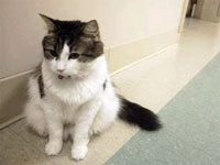 Picture 1 of The cat predicted death