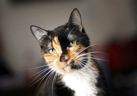Picture 1 of The cat strayed over 300km to go home