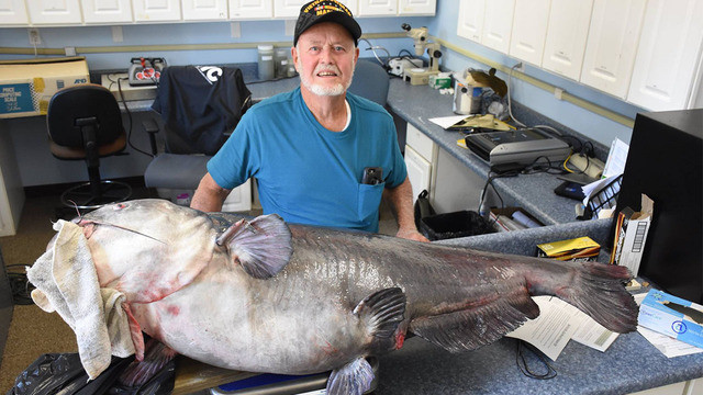 Picture 1 of The catfish weighs 55kg and bites American fishermen