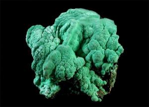 Picture 1 of The cause of animal evolution halts for two billion years