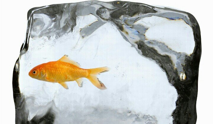 Picture 1 of The cause of frozen water does not kill goldfish