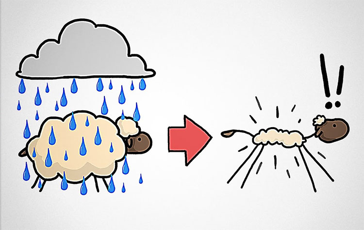 Picture 1 of The cause of the wool is not falling when it rains