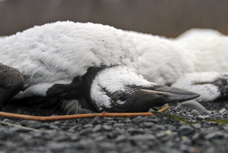 Picture 3 of The cause of thousands of unusually dead birds along Alaska's beaches