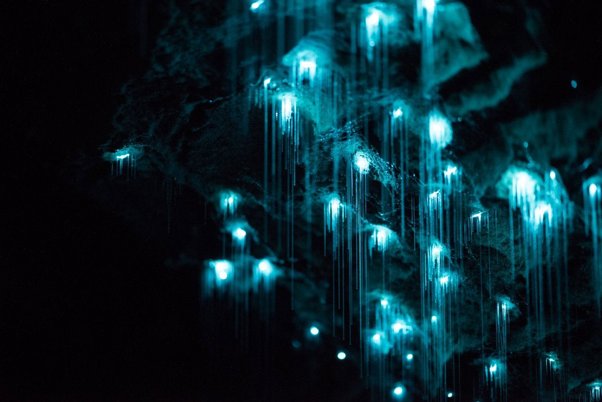 Picture 10 of The cave is 30 million years old in New Zealand