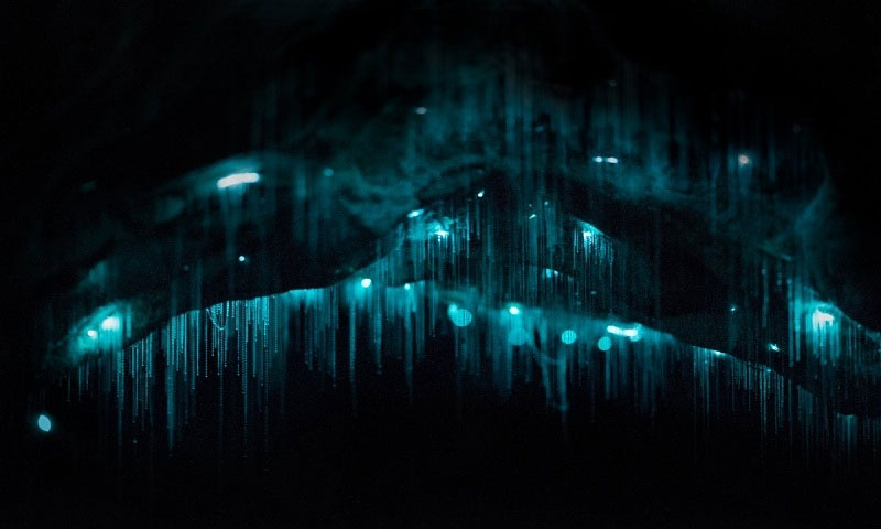 Picture 3 of The cave is 30 million years old in New Zealand