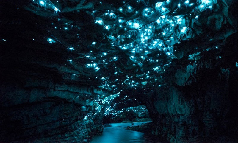 Picture 8 of The cave is 30 million years old in New Zealand