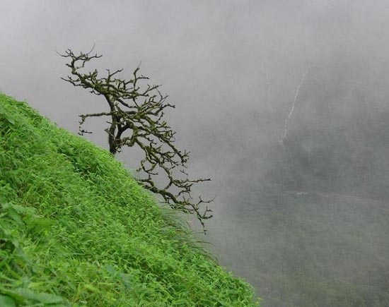 Picture 1 of The Central Highlands and the South appear rotten season