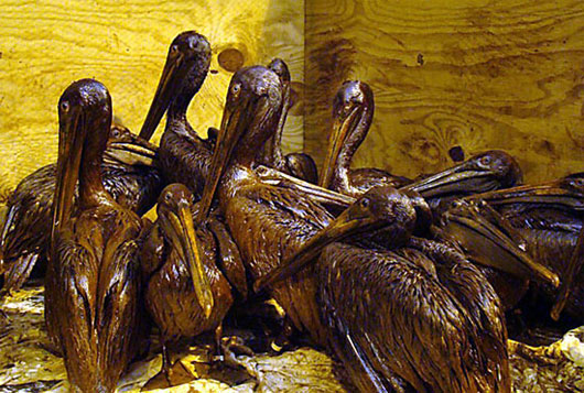 Picture 1 of The century oil spill still has consequences