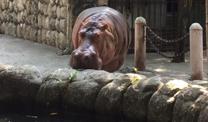 Picture 1 of 'The champion' lives the longest herbivore dies