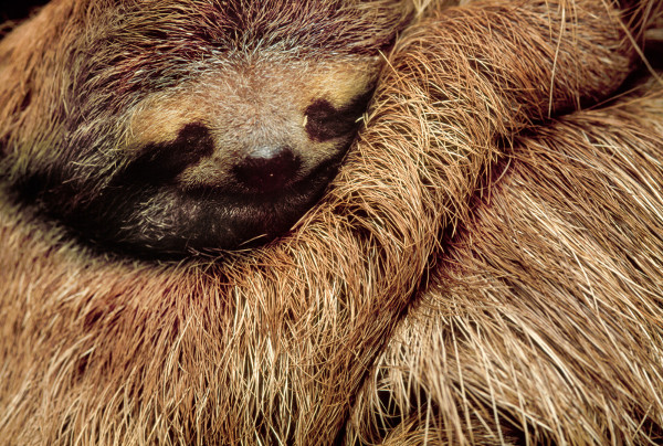 Picture 3 of The champions sleep in the animal world