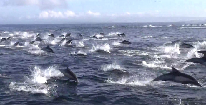 Picture 1 of The chaotic dolphin fled when the killer whale ambushed
