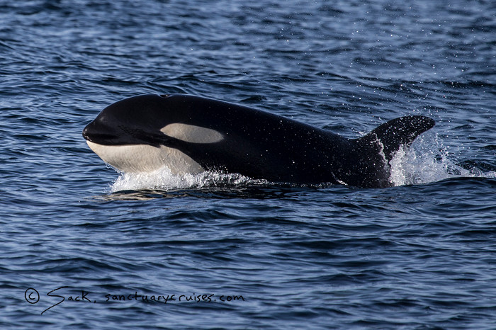 Picture 2 of The chaotic dolphin fled when the killer whale ambushed