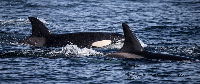 Picture 3 of The chaotic dolphin fled when the killer whale ambushed
