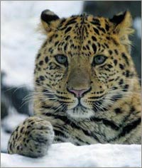 Picture 1 of The Chinese leopard species is seriously threatened with extinction