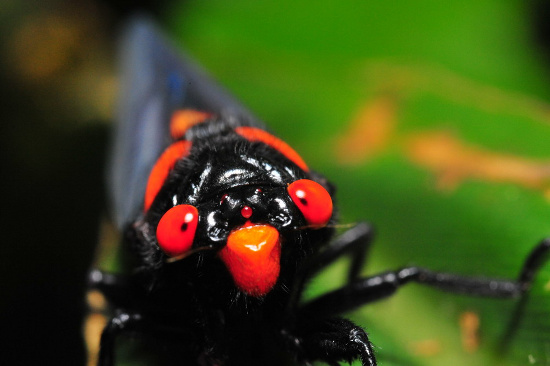 Picture 10 of The cicadas are red and red,