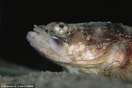 Picture 1 of The city loses sleep because of fish calling for mates