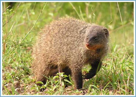 Picture 1 of The civet bears more strangers than its neighbors