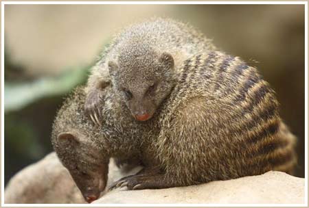 Picture 2 of The civet bears more strangers than its neighbors
