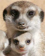 Picture 1 of The civet is open to hunting class