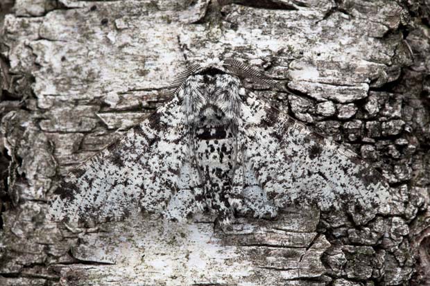 Picture 11 of The clever camouflage screen in nature
