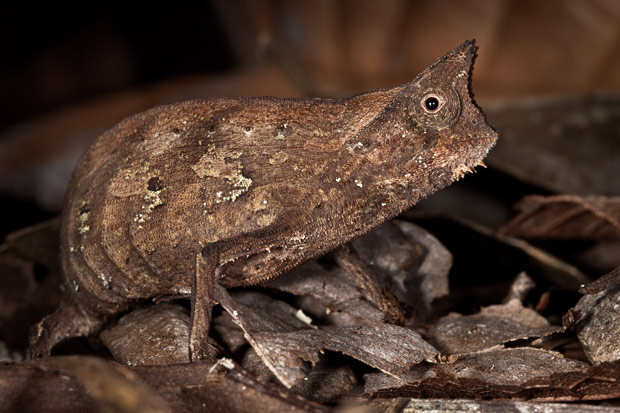 Picture 6 of The clever camouflage screen in nature