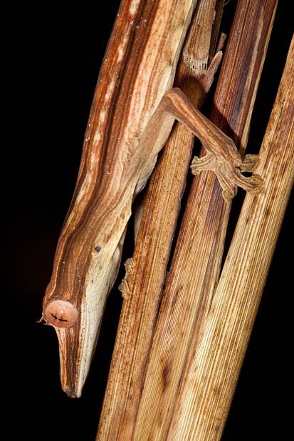 Picture 8 of The clever camouflage screen in nature