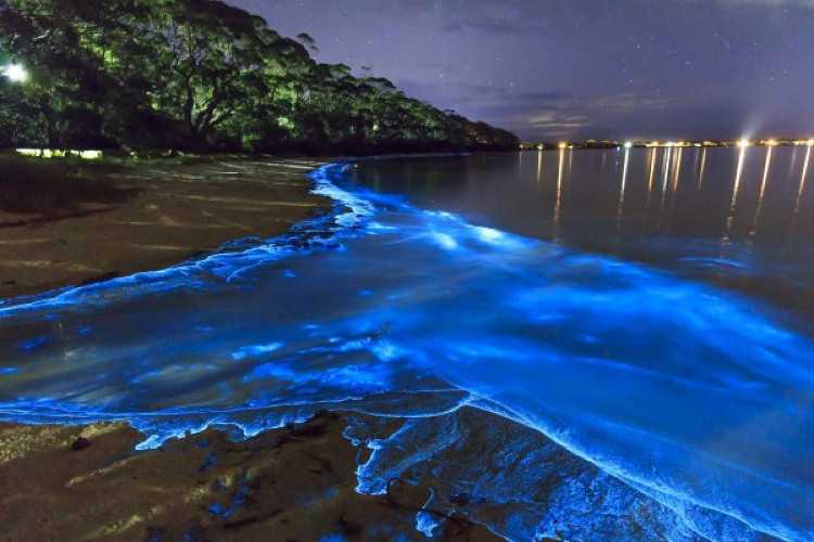 Picture 1 of The coast glows miraculously in the island nation of Maldives