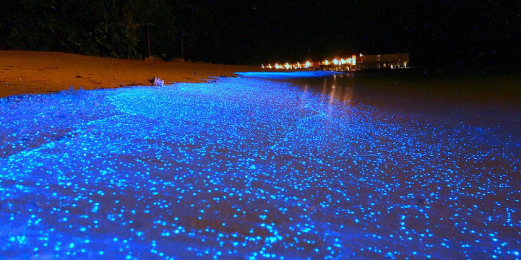 Picture 2 of The coast glows miraculously in the island nation of Maldives