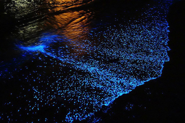 Picture 4 of The coast glows miraculously in the island nation of Maldives