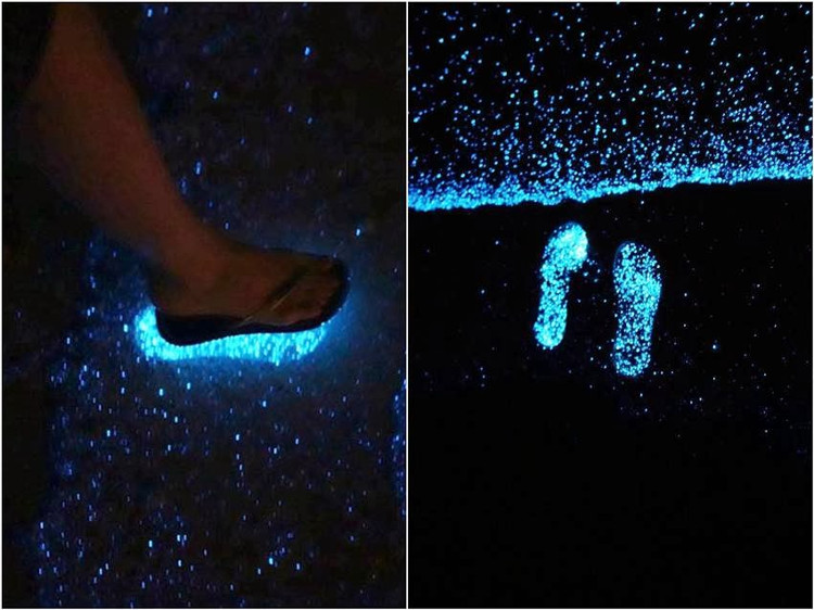 Picture 5 of The coast glows miraculously in the island nation of Maldives