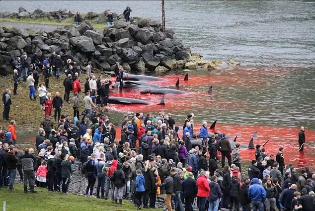 Picture 1 of The coast was dyed red in blood after the massacre of the whale-whining that enraged Europe