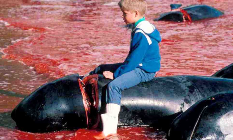 Picture 2 of The coast was dyed red in blood after the massacre of the whale-whining that enraged Europe