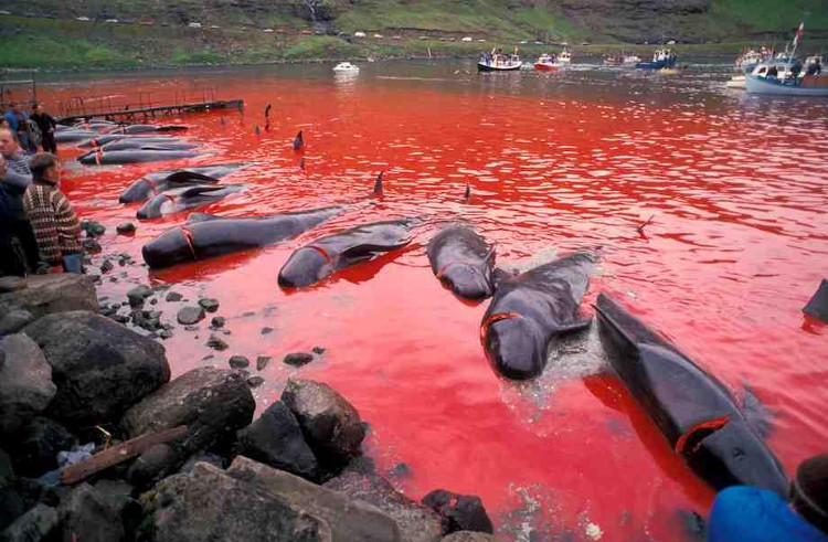 Picture 3 of The coast was dyed red in blood after the massacre of the whale-whining that enraged Europe