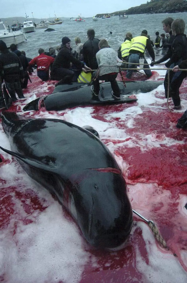 Picture 4 of The coast was dyed red in blood after the massacre of the whale-whining that enraged Europe