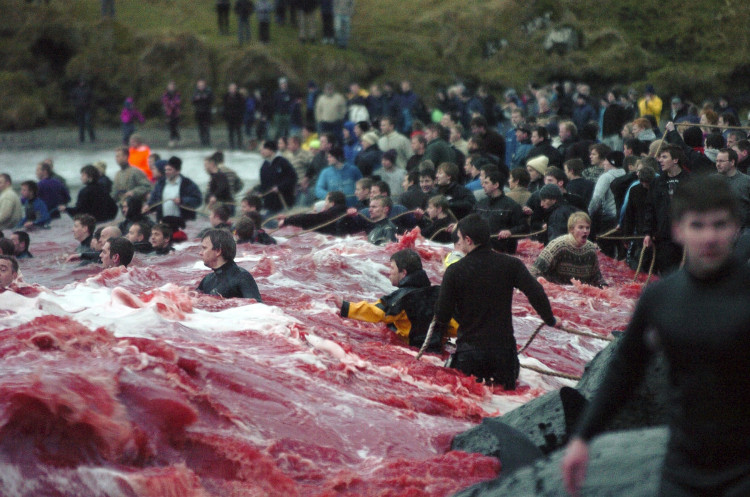 Picture 5 of The coast was dyed red in blood after the massacre of the whale-whining that enraged Europe