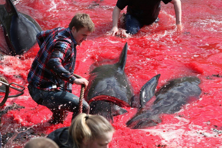 Picture 6 of The coast was dyed red in blood after the massacre of the whale-whining that enraged Europe
