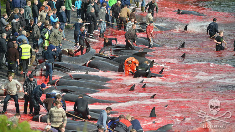 Picture 7 of The coast was dyed red in blood after the massacre of the whale-whining that enraged Europe