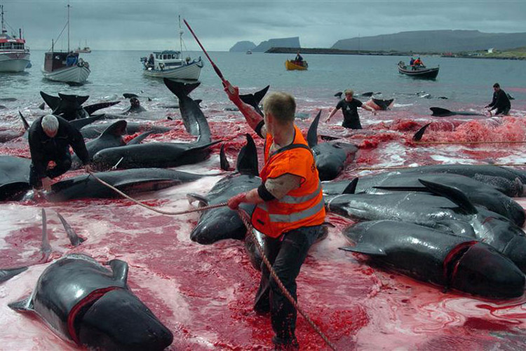 Picture 8 of The coast was dyed red in blood after the massacre of the whale-whining that enraged Europe