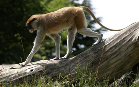 Picture 1 of The coastal city warmed up by monkeys