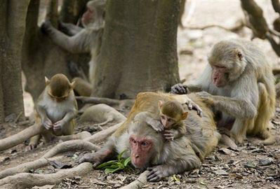 Picture 2 of The coastal city warmed up by monkeys