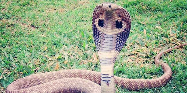 Picture 1 of The cobra chases people riding a motorbike for 2 km for revenge