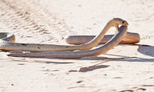 Picture 1 of The cobra of the hungry prey swallowed the same kind